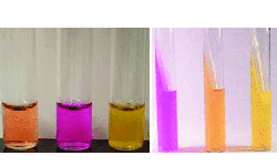 Urease test